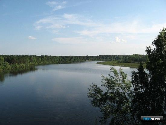 Озера в пойме реки Чулым предлагают под промысел