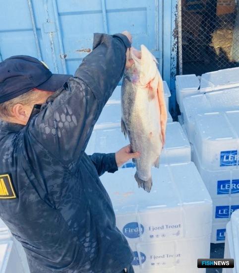 «Беспаспортный» лосось приехал в столицу из Белоруссии