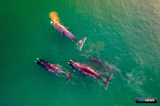 Проблемы полярных китов изучают экологи
