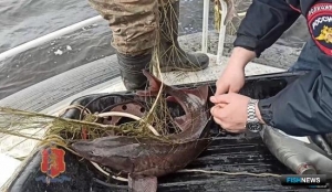 Полиция нашла хозяина сети с «краснокнижной» рыбой