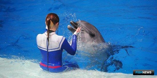 Россельхознадзор переживает за лицензии для зоопарков и дельфинариев