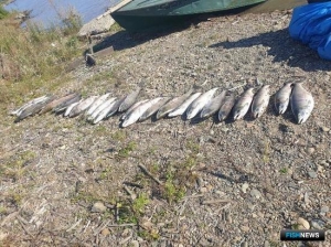 Амурская кета продолжает манить браконьеров Амурская кета продолжает манить браконьеров