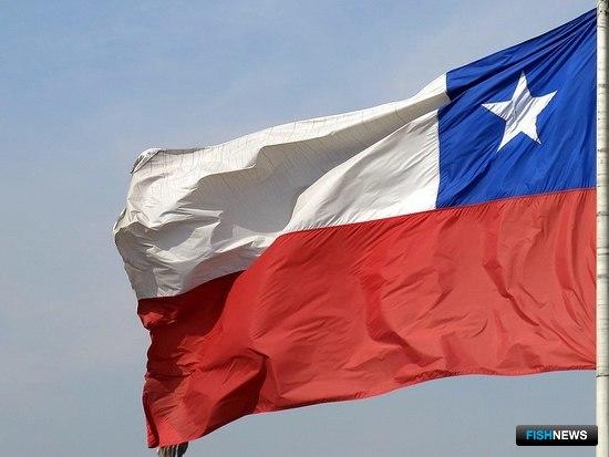 Чили рассчитывает увеличить присутствие на рыбном рынке России