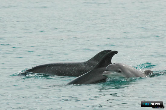 Запрет экспорта китов и дельфинов могут распространить на ЕАЭС