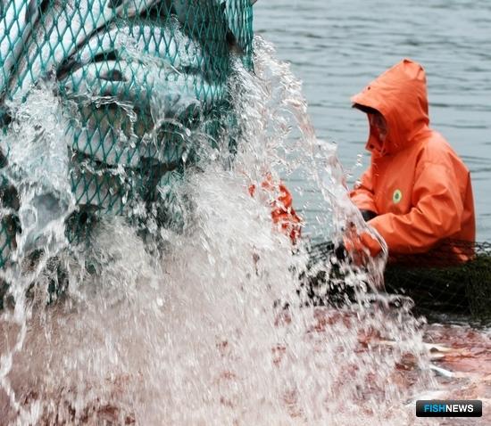 Камчатка закрыла лососевую путину с богатыми уловами