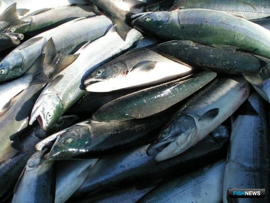 Субсидии по минтаю предложили распространить на лосось