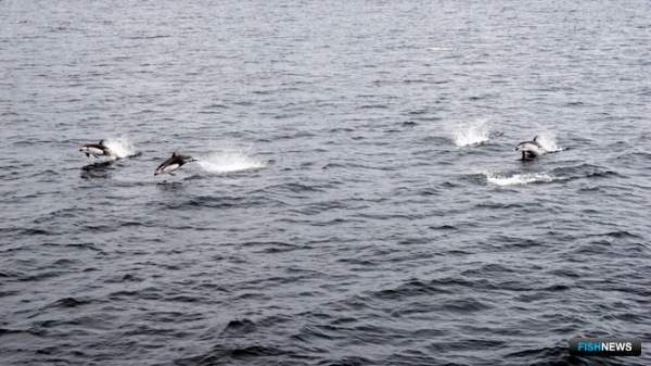 Киты Охотского моря демонстрируют стабильность