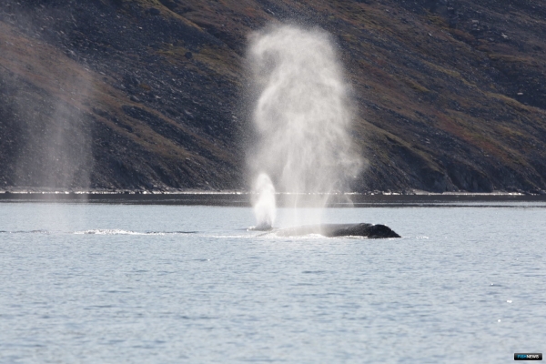 Китов проверяют на восприимчивость к шумовым загрязнениям