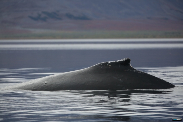 Китов проверяют на восприимчивость к шумовым загрязнениям
