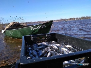 Европейская корюшка украсила статистику