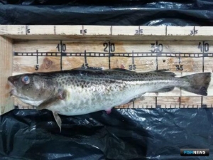 Промысловики на Балтике усилили внимание к камбале