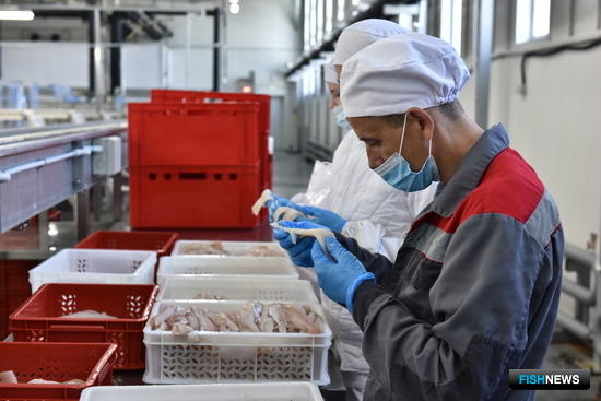 Россия увеличила экспорт рыбного филе в ЕС