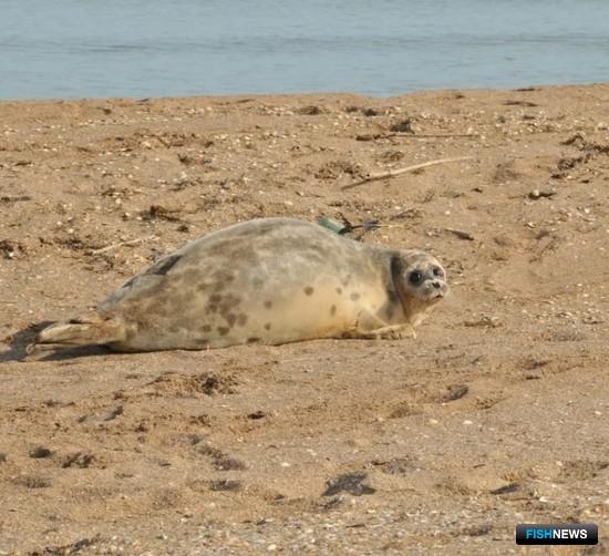 Каспийскому тюленю разработают план спасения