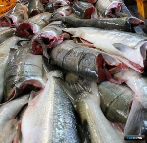 Рыбопромышленники Амура поделятся уловами с КМНС