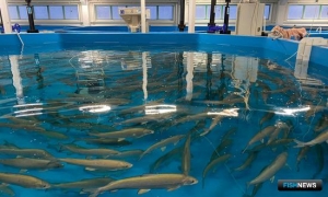 Рыбоводы Ямала проверяют муксунов-производителей