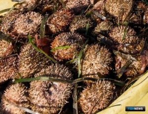 Опыт краба распространят на другие морепродукты