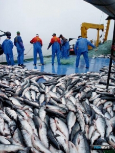 Лососевые квоты не пойдут на аукцион