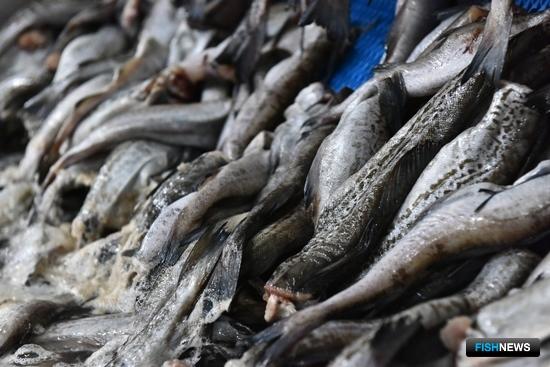 ВАРПЭ оценила перспективы рыбных поставок в Китай