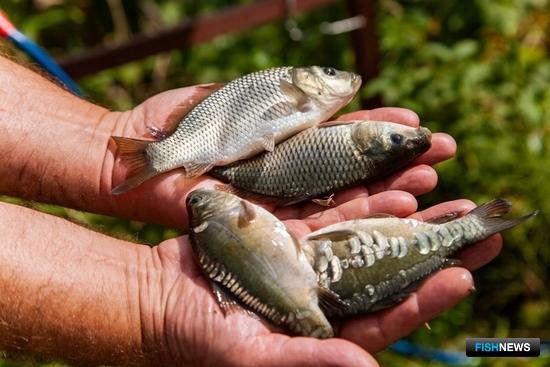 Рыбоводы встретят весну с обновленными правилами отчетности