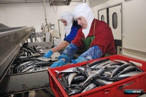 В Калининградской области рыбной отраслью займется агентство