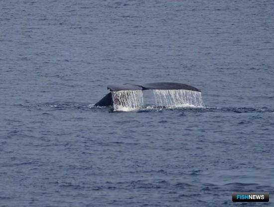 Госдума одобрила запрет промысла китов