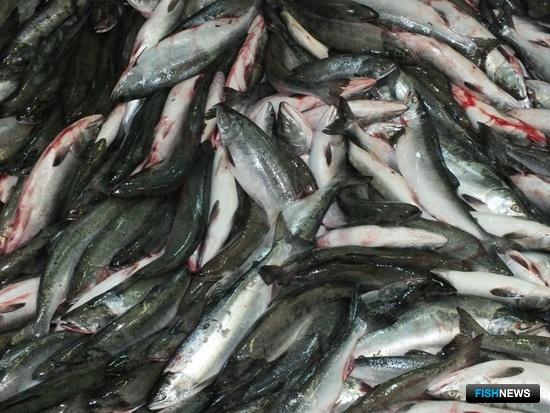 В Заполярье распределят новые участки под промысел лососей