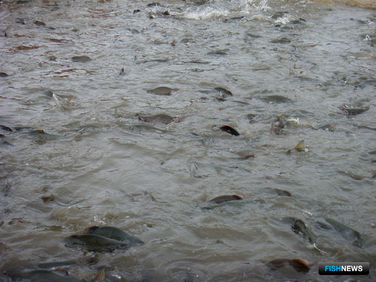 На Камчатке предлагают участки под организацию лососевой рыбалки