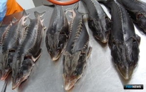 Власти готовят эксперимент по маркировке рыбных товаров