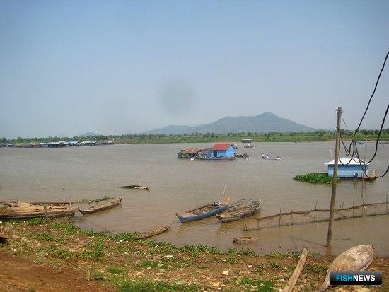 Камбоджа теряет в уловах из-за браконьеров и снижения уровня воды