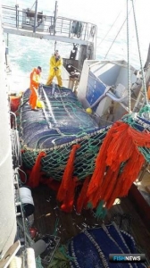 Каспийское рыболовство меняет акценты
