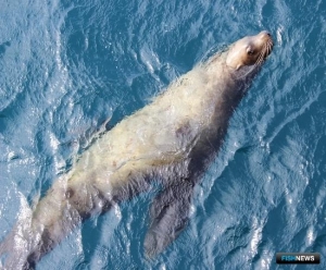 Эксперты работают над мерами спасения морских зверей