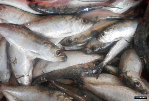 Каспийское рыболовство меняет акценты
