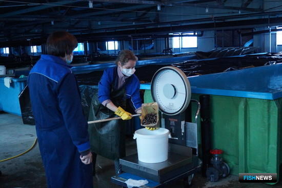 Камчатские рыбоводы готовят мальков к весенним выпускам