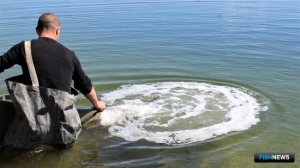 Рыбы-мелиораторы помогают решать водные проблемы Крыма
