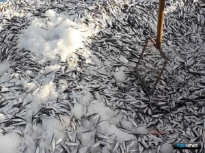 Каспийской кильке открывают дорогу в шпроты Каспийской кильке открывают дорогу в шпроты