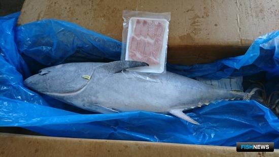 Суши-рестораны предложат тунца «из пробирки»