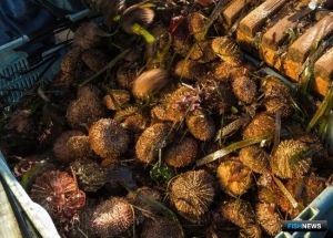 Аукционы на право добывать морепродукты вызывают много вопросов Аукционы на право добывать морепродукты вызывают много вопросов