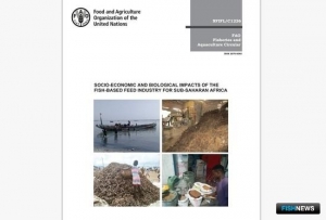 Подходы к производству рыбной муки в Тропической Африке беспокоят ФАО