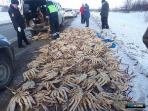 Скупщика браконьерских крабов взяли на Сахалине Скупщика браконьерских крабов взяли на Сахалине