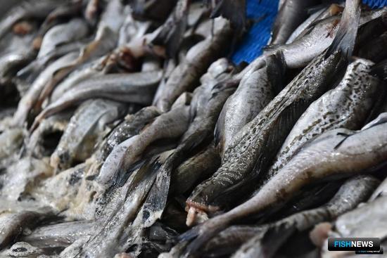 Аляска предложила «рыбные» санкции для России
