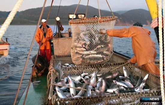 На Сахалине и Курилах пока прогнозируют вылов около 86 тыс. тонн лососей