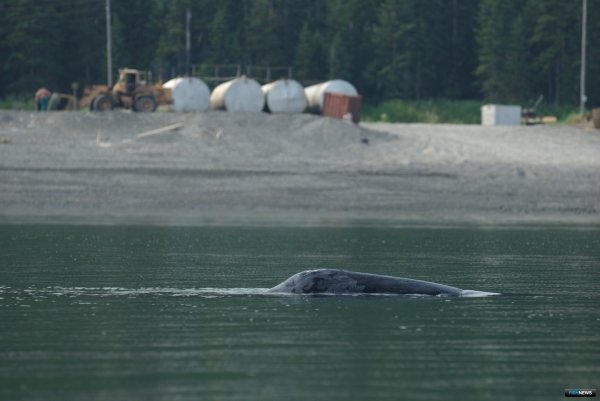 Экологи составят план защиты «коренных» китов Охотоморья