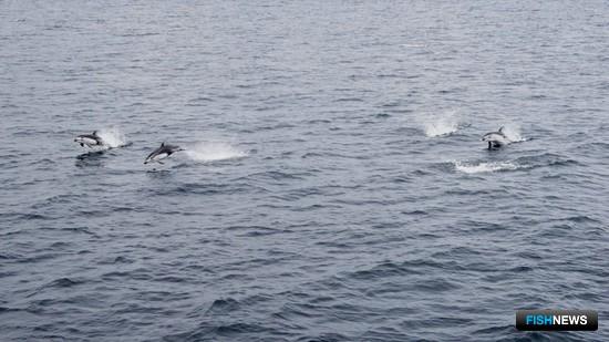 В ТИНРО оценили популяции китов и тюленей