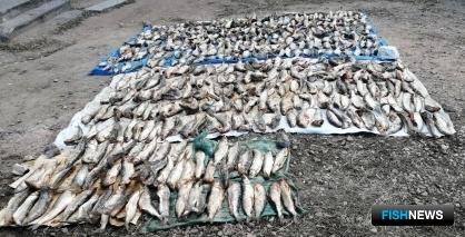 Рыбинспектора с Байкала обвиняют в «крышевании» браконьеров