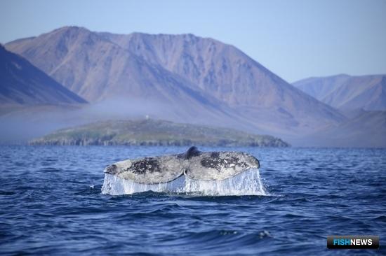 «Ароматизацию» китов исследует наука