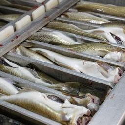 Российская рыба пока огибает санкции ЕС и Великобритании