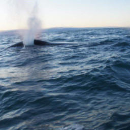 Чукотка открыла китобойный сезон