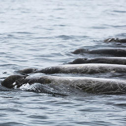 В водах Южных Курил «зарегистрировали» редкого кита