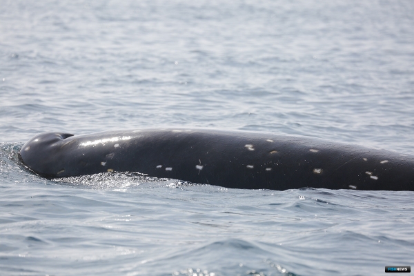 В водах Южных Курил «зарегистрировали» редкого кита