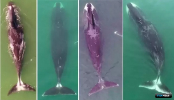 Гренландские киты Охотоморья страдают от рыбацких снастей